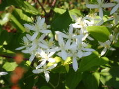 Clematis