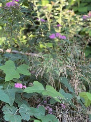 Pueraria montana