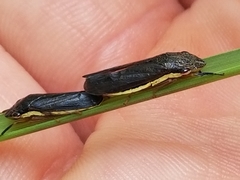 Homalodisca insolita