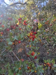 Rhamnus ilicifolia