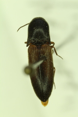 Agriotes thevenetii