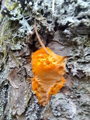 Hypomyces aurantius