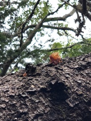 Phaeotremella foliacea