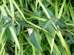 Vincetoxicum nigrum