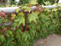 Vitis vinifera