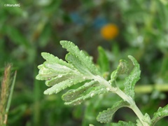 Buddleja scordioides