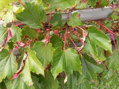 Vitis vinifera