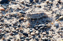 Trimerotropis maritima