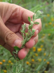 Buddleja scordioides