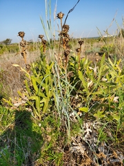 Silphium albiflorum