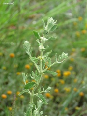 Buddleja scordioides