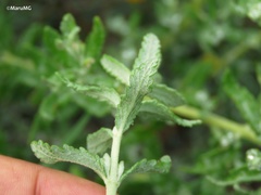 Buddleja scordioides