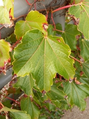 Vitis vinifera