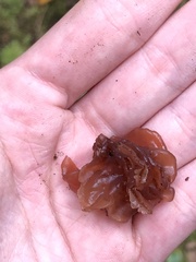 Phaeotremella foliacea