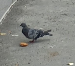 Columba livia domestica