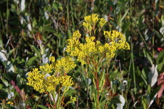 Solidago ohioensis