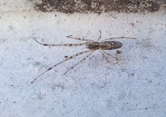 Tetragnatha