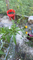 Bidens pilosa