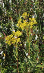 Solidago ohioensis