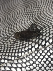 Gryllidae