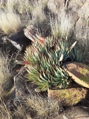Aloe claviflora