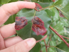 Gymnosporangium sabinae