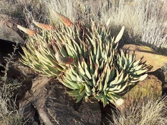 Aloe claviflora