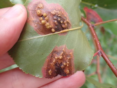 Gymnosporangium sabinae