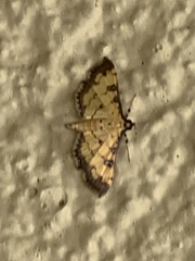 Ategumia ebulealis