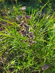 Salvia engelmannii
