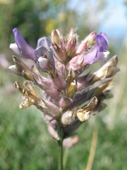Astragalus vesicarius carniolicus
