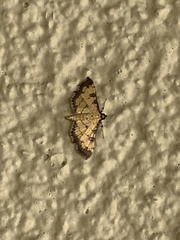 Ategumia ebulealis