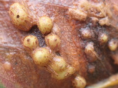 Gymnosporangium sabinae