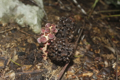 Bdallophytum americanum