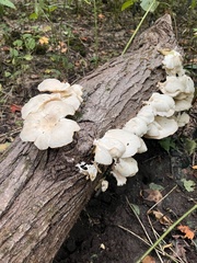Pleurotus pulmonarius