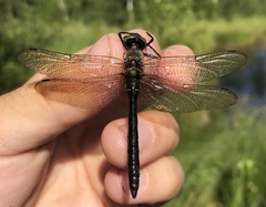 Cordulia aenea aenea