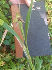 Carex grayi