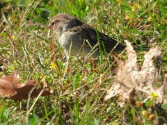Spizella passerina