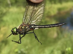 Cordulia aenea aenea