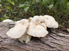 Pleurotus pulmonarius