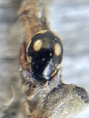 Hyperaspis undulata