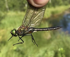 Cordulia aenea aenea