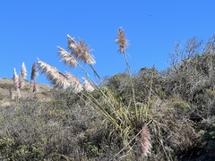 Cortaderia