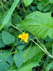 Scorzoneroides autumnalis