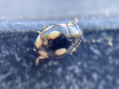 Hyperaspis undulata
