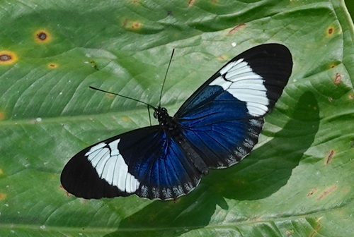 Mariposa de alas largas blanquiazul