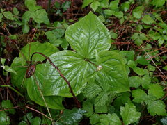 Trillium ovatum ovatum