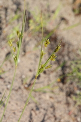 Cyperus schweinitzii