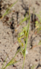 Cyperus schweinitzii