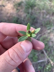 Portulaca umbraticola
